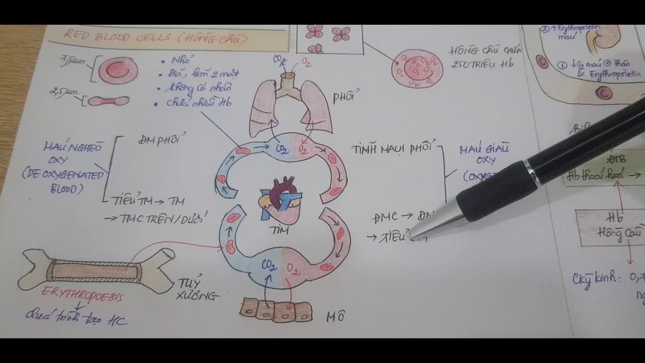 Bất tương hợp nhóm máu mẹ con | Rh/ABO blood group | Red blood cells