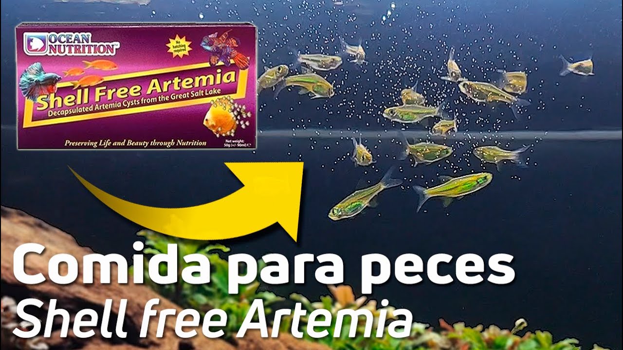 Artemia Shell Free: La forma m&aacute;s f&aacute;cil de alimentar a tus peces peque&ntilde;os