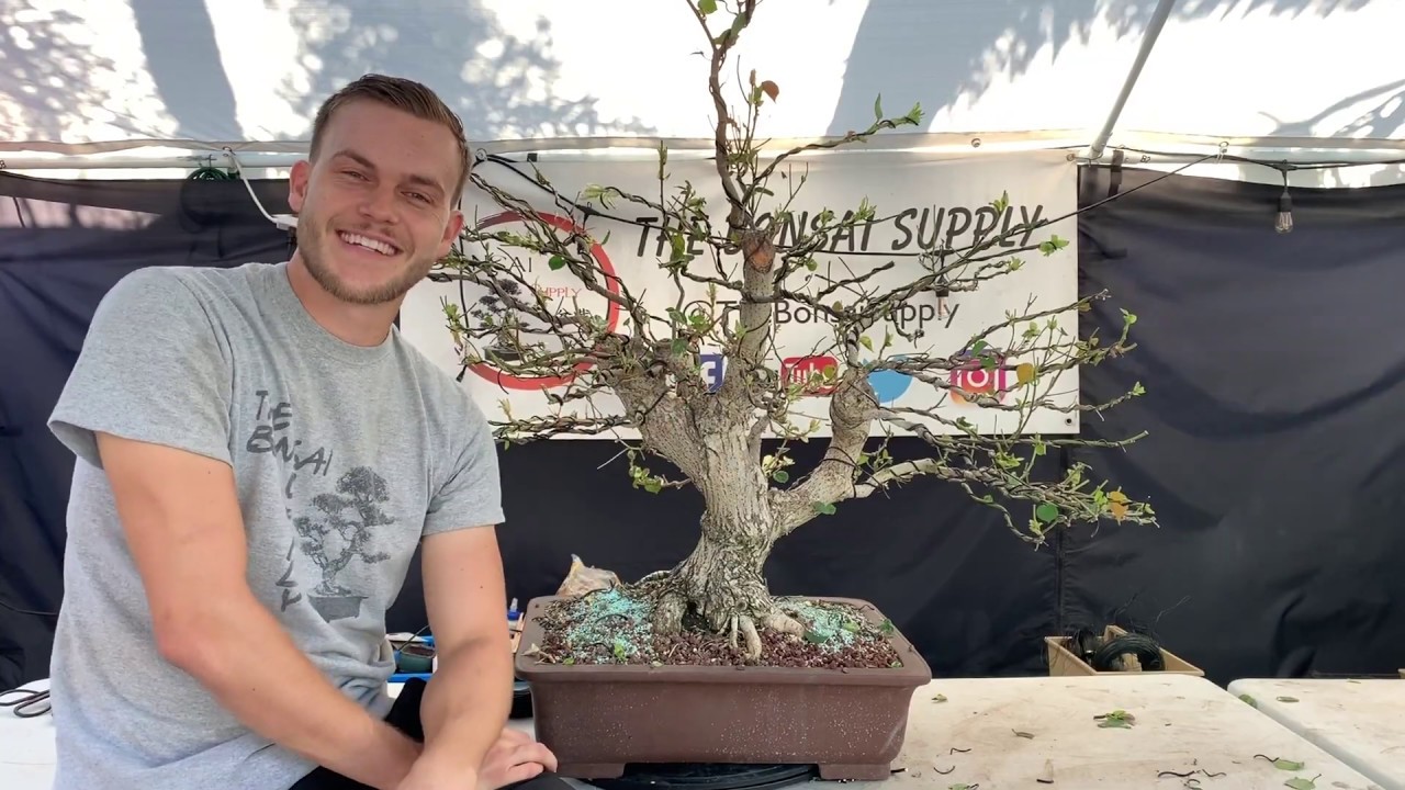 Let's talk about leaf reduction, defoliation and ramification!