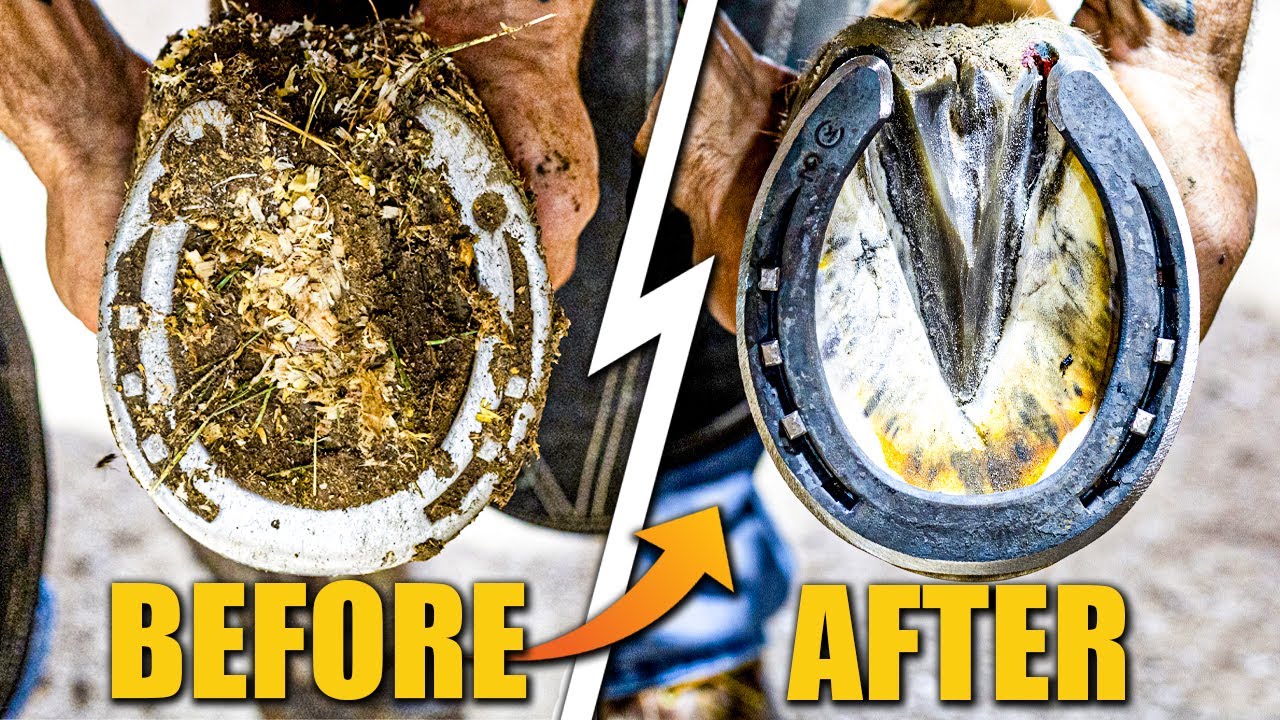 Farrier ASMR | Satisfying Hoof Restoration in 4K