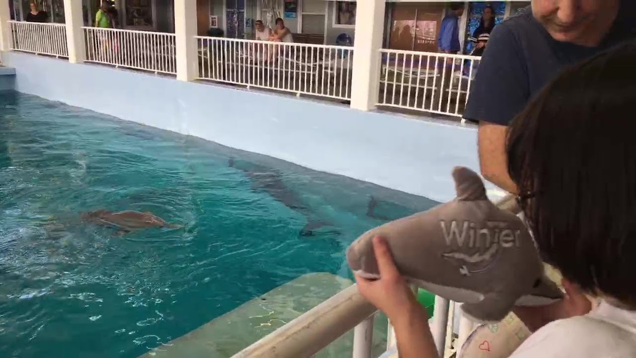 Inspiring Girl Shows Her Dolphin Plush to Winter and Hope