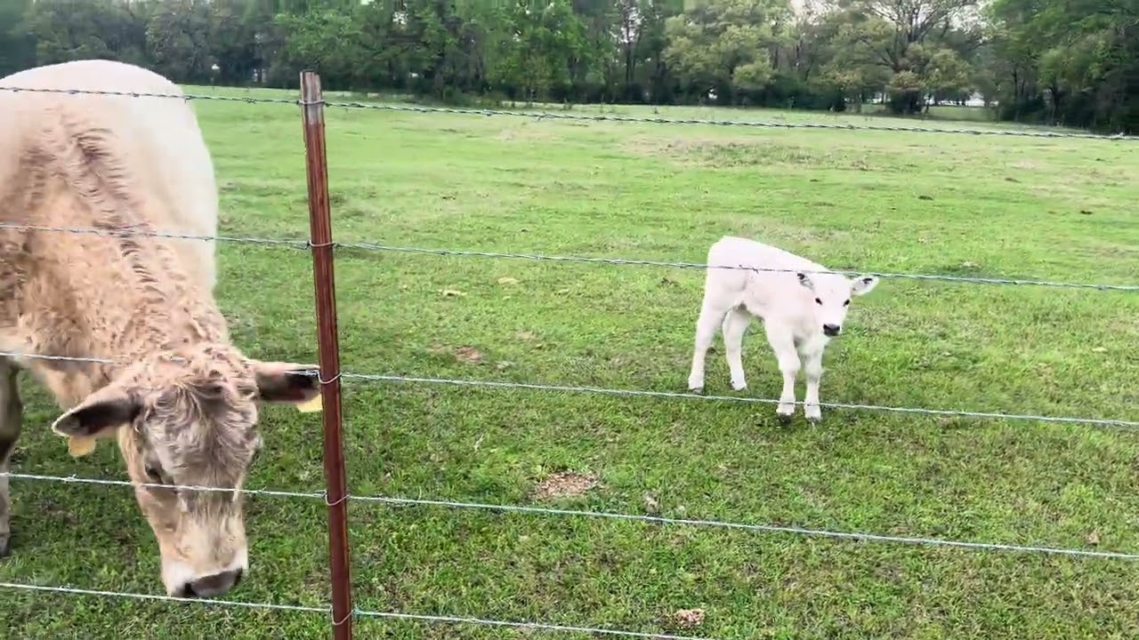 Our Neighbors Cows