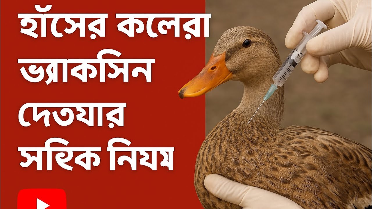 হাঁসের কলেরা রোগ প্রতিরোধে ভ্যাকসিন দেওয়ার সঠিক পদ্ধতি | Duck Cholera Vaccine Guide in Bengali
