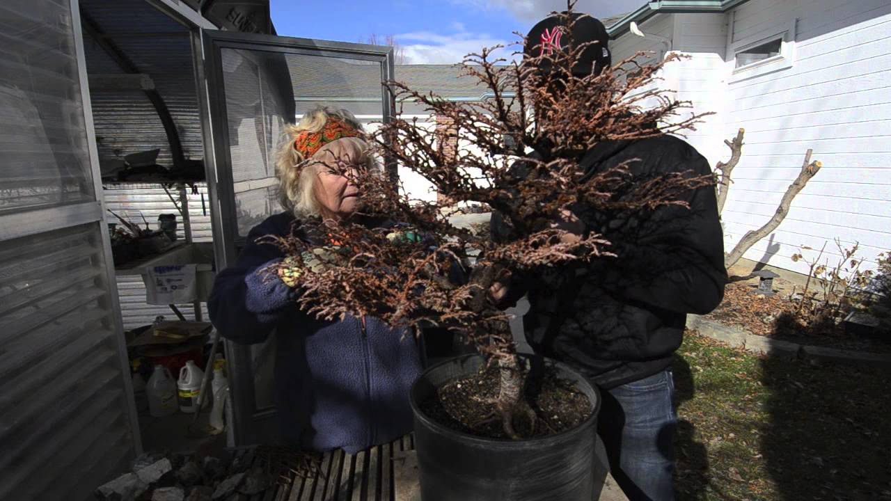 High Desert Bonsai - Larch Styling