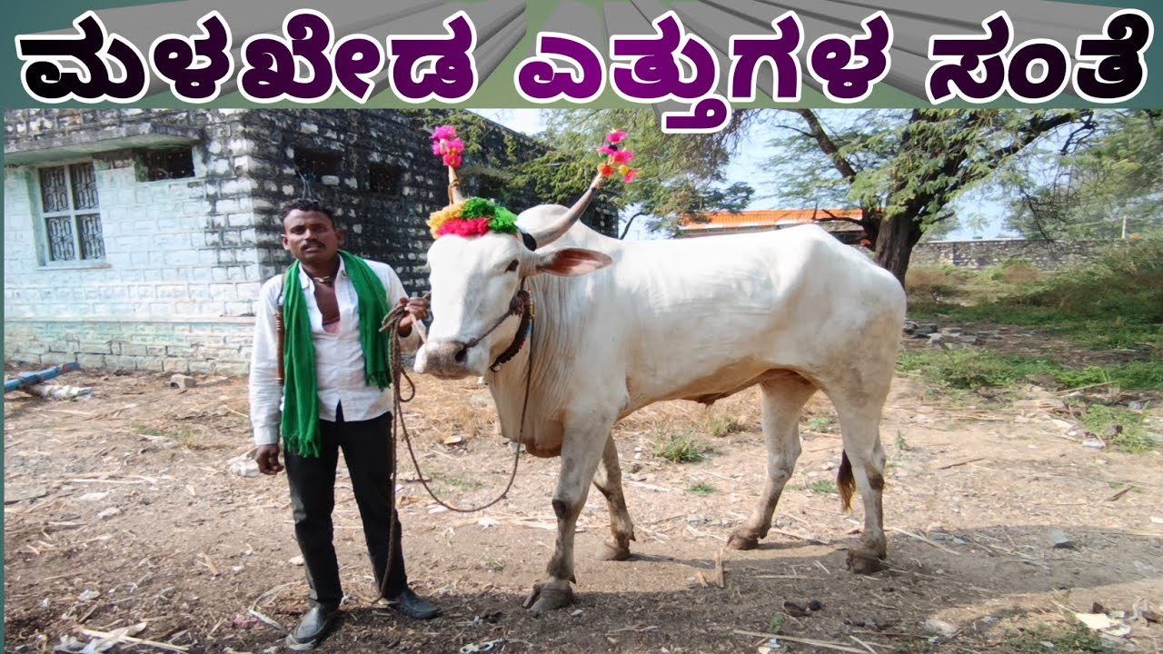 02-12-2025 Malkhed Ox Market | Cattle Market | Bullocks Market