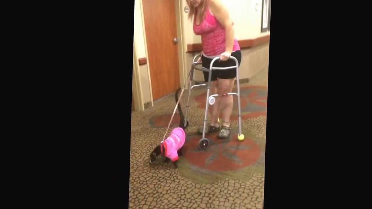 Coati makes great service animal knows which room at rehab and opens door