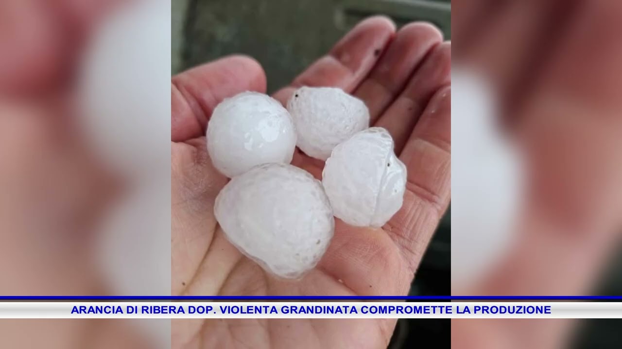 ARANCIA DI RIBERA DOP  VIOLENTA GRANDINATA COMPROMETTE LA PRODUZIONE