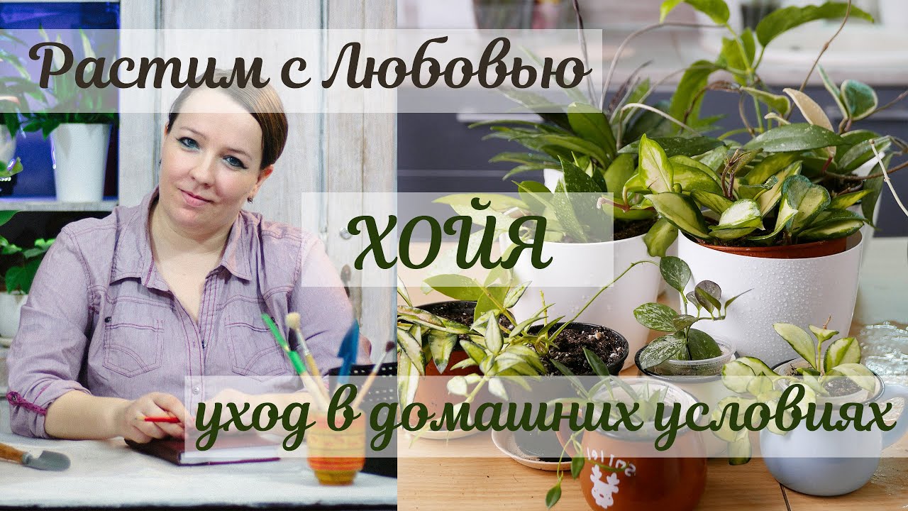 Хойя - уход в домашних условиях. Полив, грунт, размножение, болезни и вредители.
