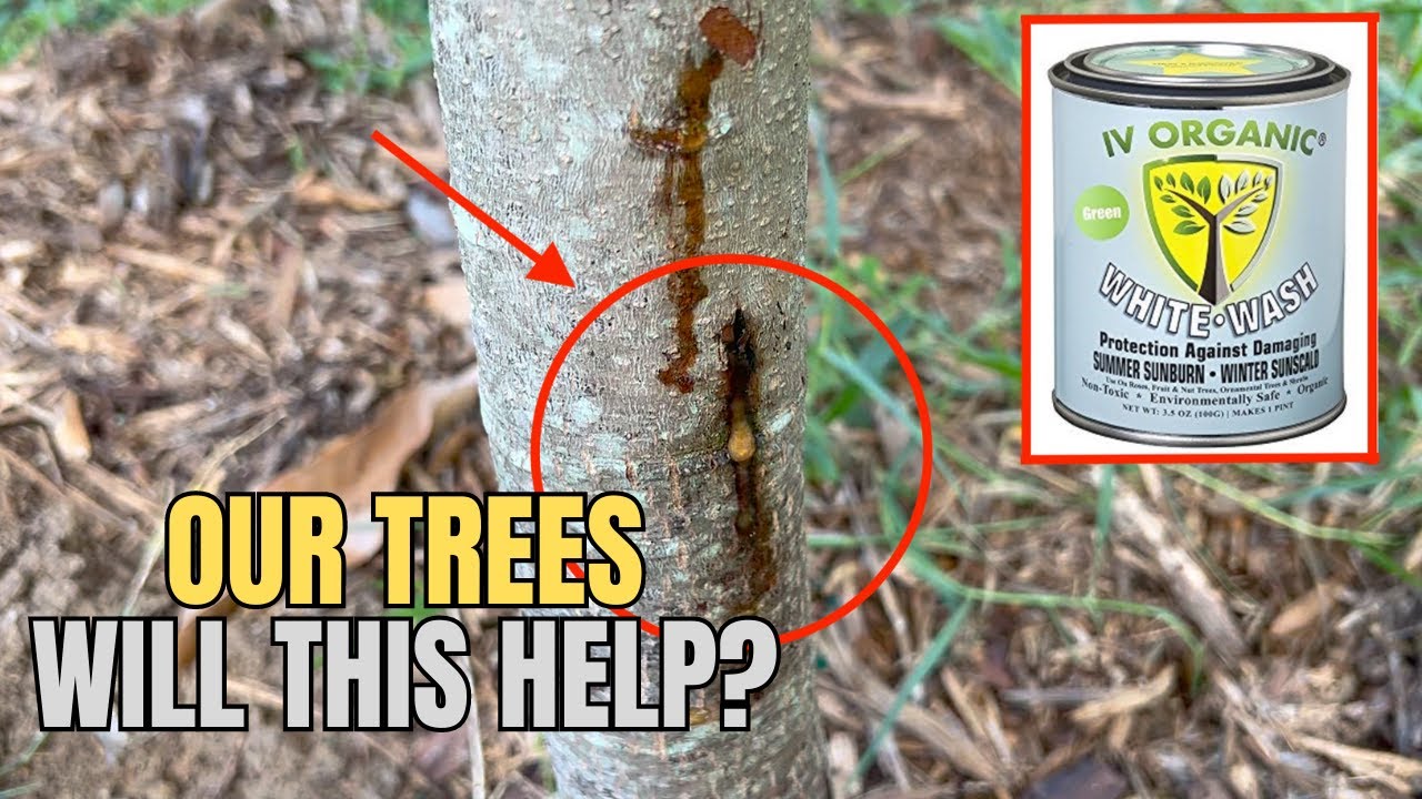 Using IV Organic White Wash on Our Trees