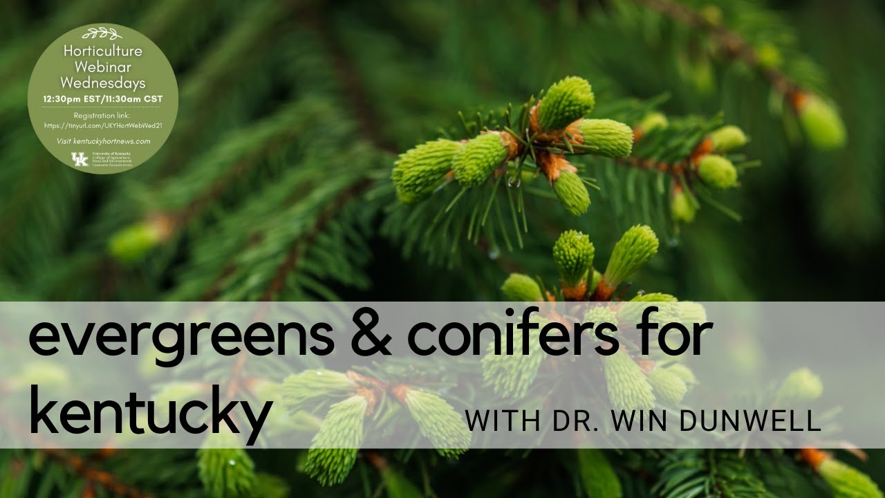 Evergreens and Conifers for Kentucky