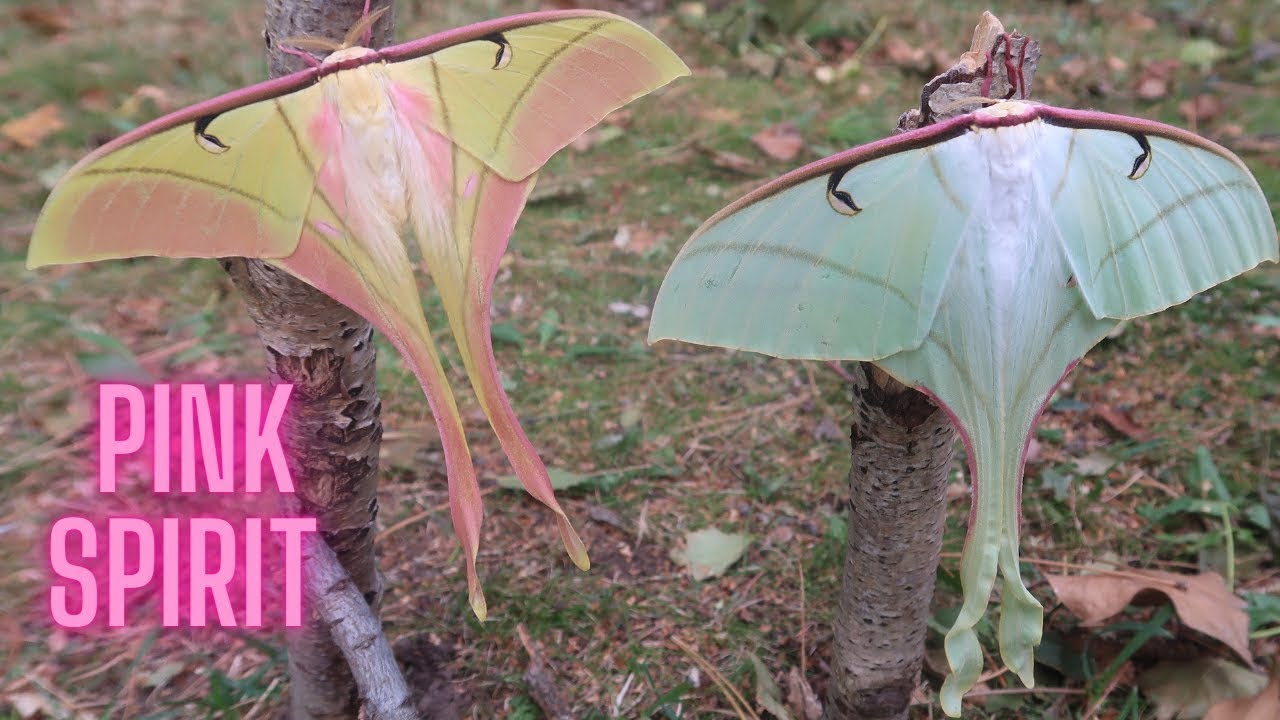 Pink Spirit Moth - Mythical Insect - Actias rhodopneuma (Saturniidae) in HD - Amazing moon moth!