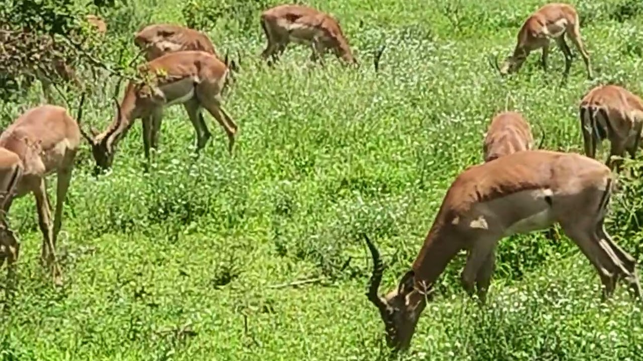 #wildlife#krugernationalpark#herdofimpalaenjoyingfood#viralvideo#southafrica