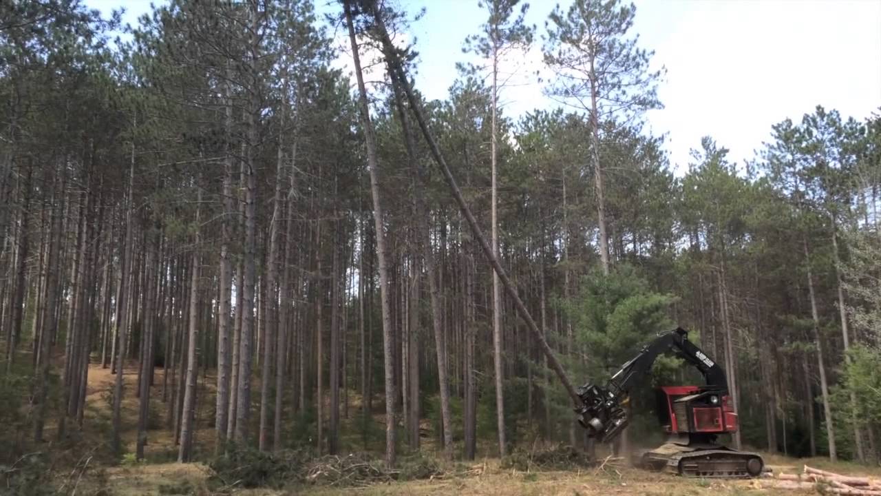 King Timber Harvesting, Hubbardston
