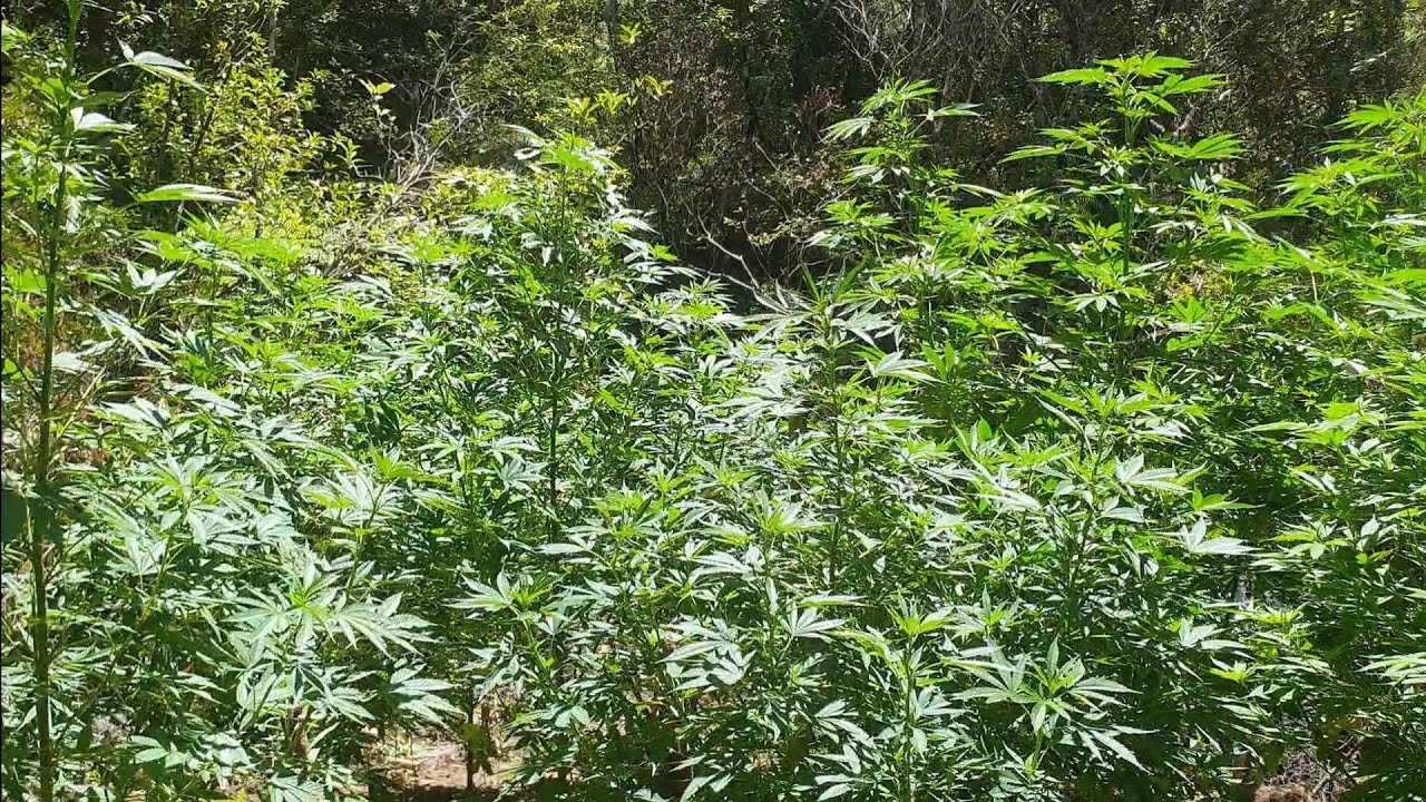 NZ outdoor bush cannabis grow Jan 4 2022
