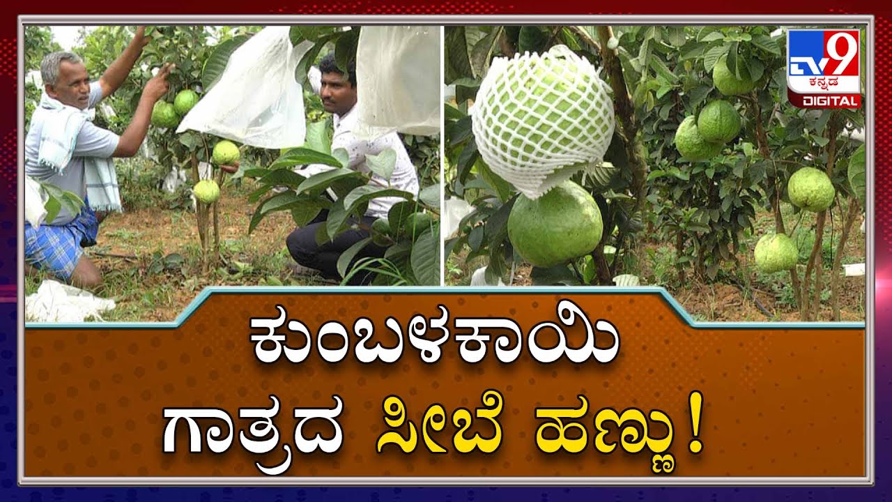 Improved Cultivation Techniques In Guava Farming