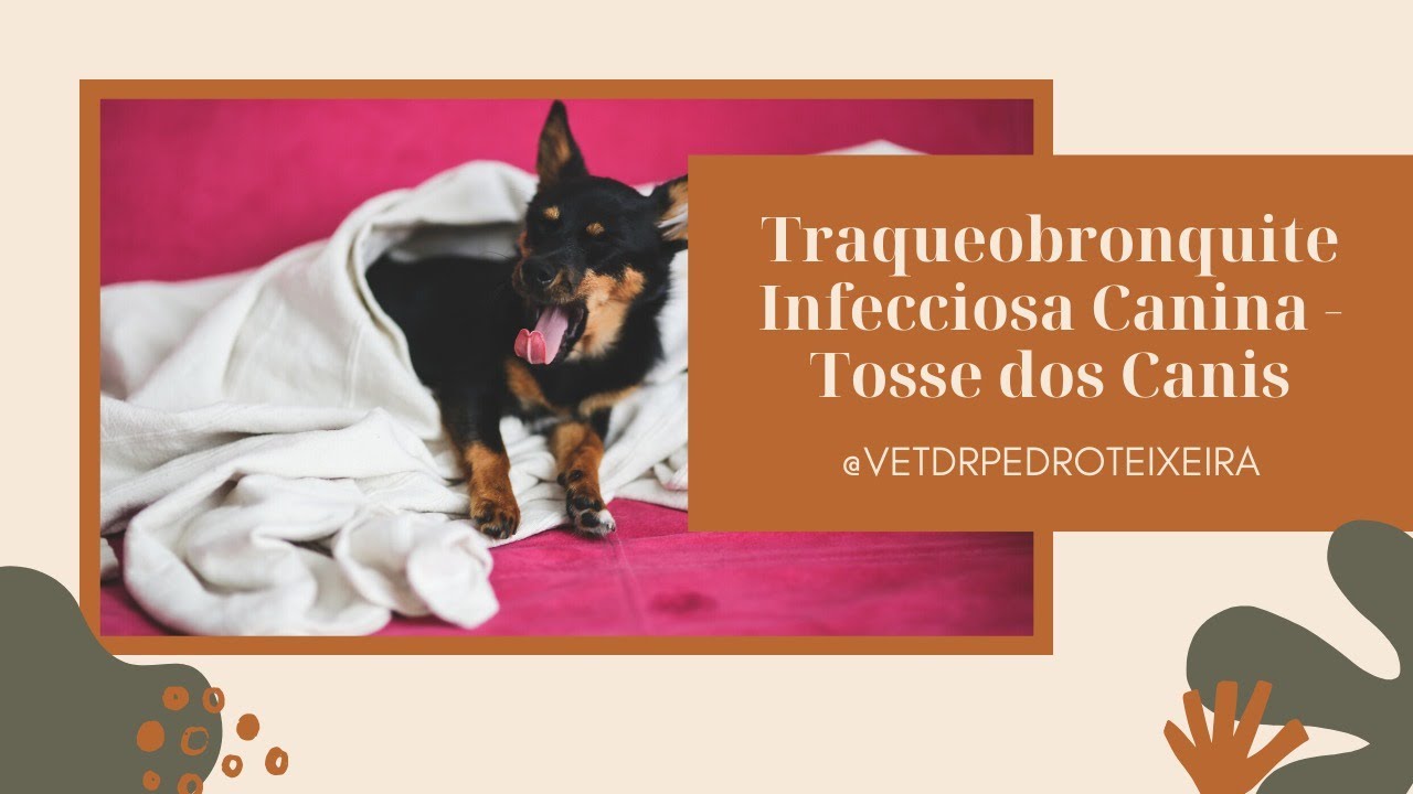 Traqueobronquite Infecciosa Canina - Tosse dos Canis