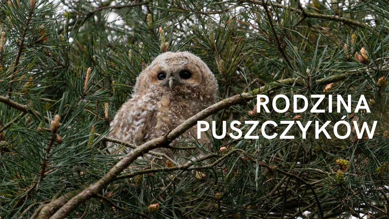 Rodzina puszczyków \\ sony a1 \\ sony 200-600 \\ sowa \\ jak fotografować sowy // przyroda// sony //
