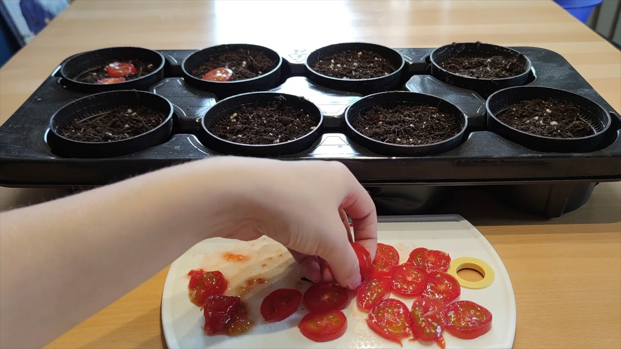 Tomaten aus dem Supermarkt einpflanzen?! &Uuml;berraschendes Ergebnis!