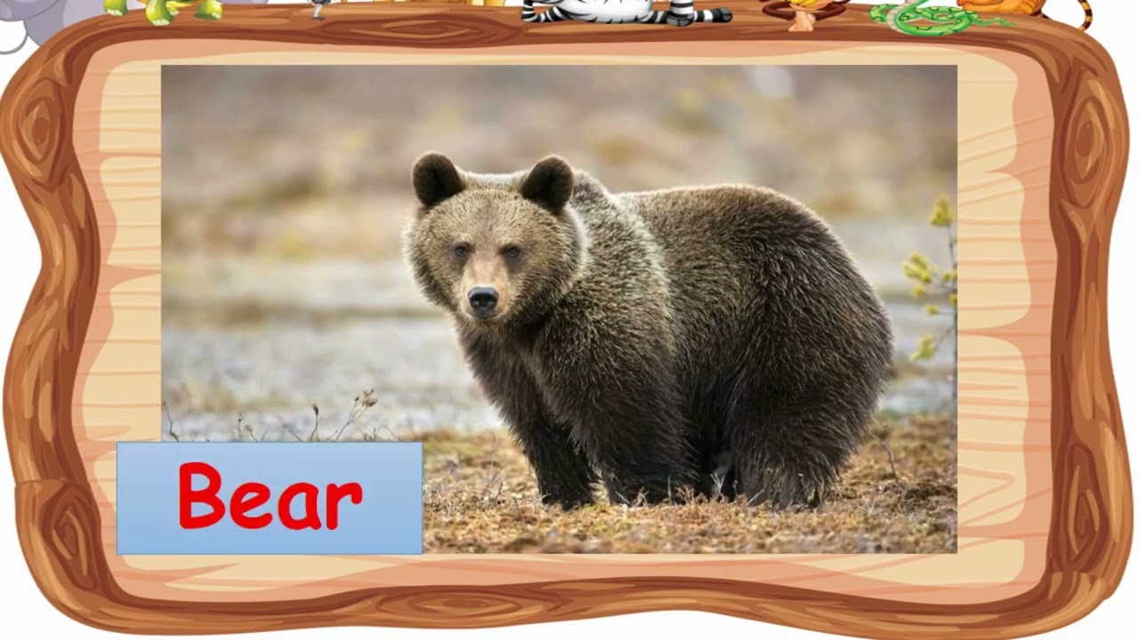 Body Covering of Animals 