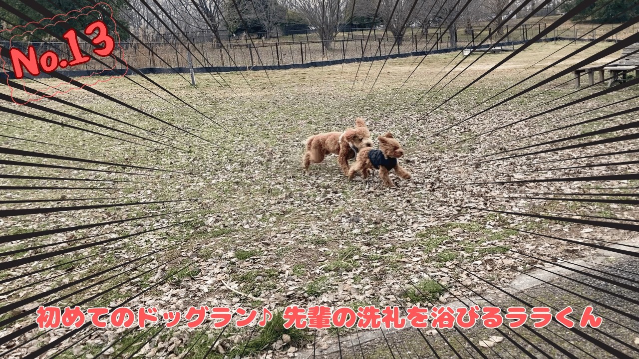 ララくん初めてのドッグラン！犬見知り発揮で逃げ回る！