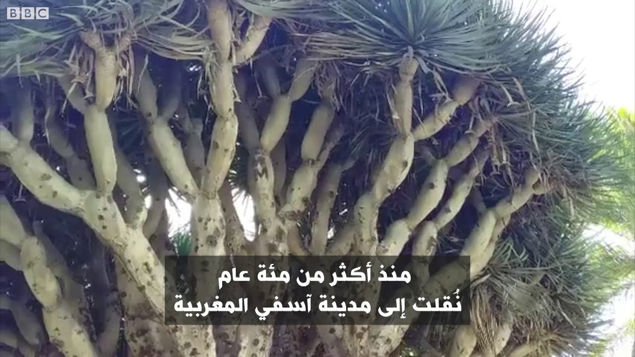 أنا الشاهد: نتعرف على شجرة 