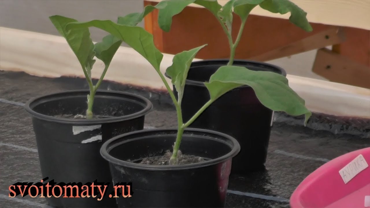 Прививка баклажана на томат. Как и зачем