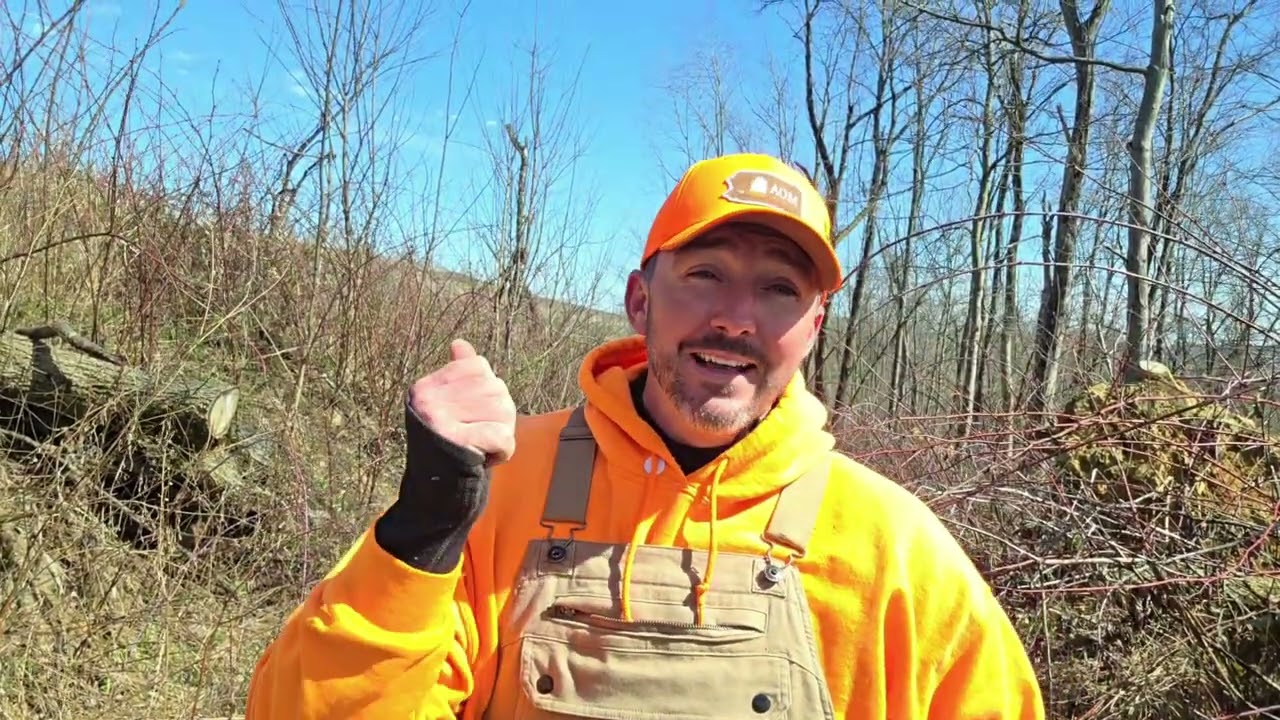 Hinge Cutting, Select Timbering and Logging Road Access - sharing my success story!