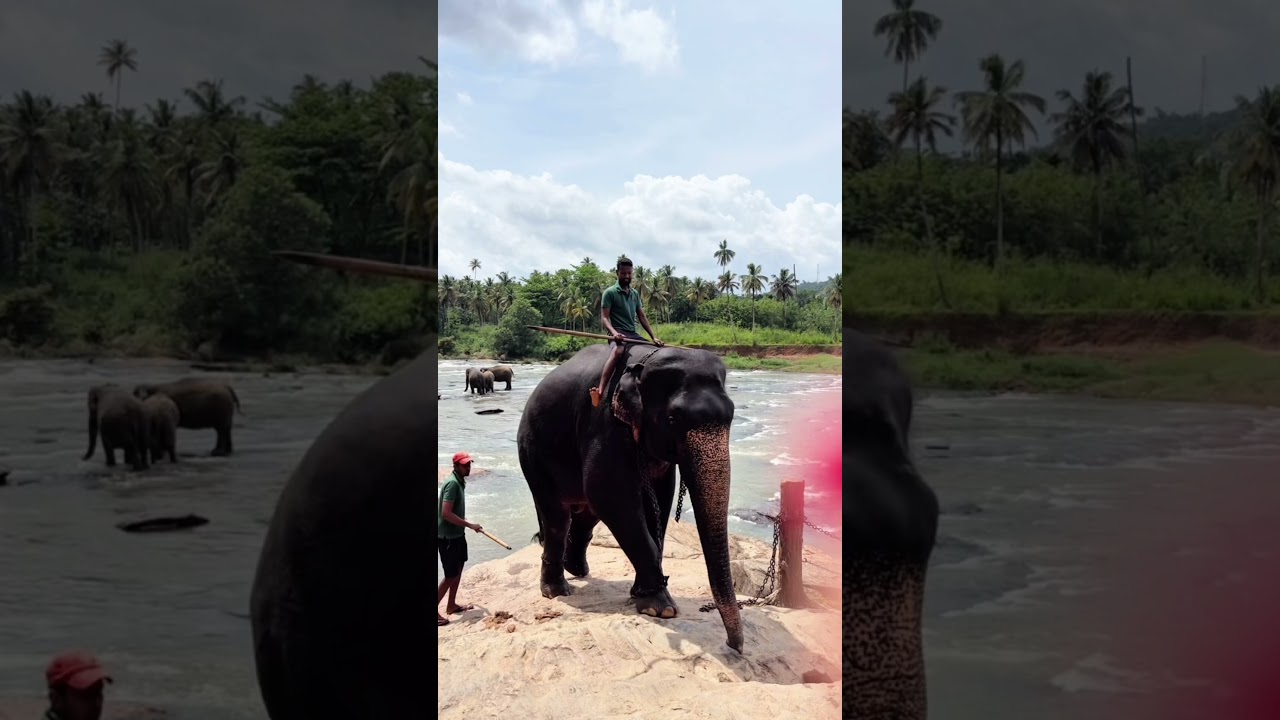#pinnawala #pinnawalaelephantorphanage #srilanka #srilankatravel