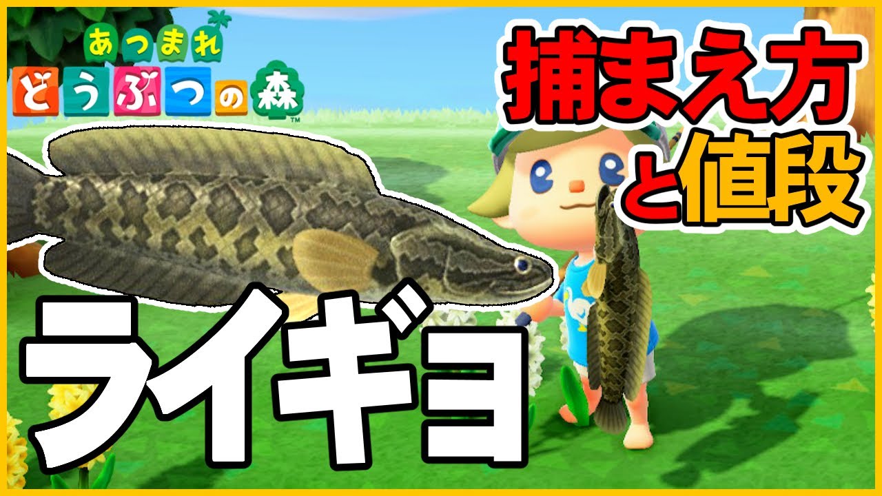 【あつ森】ライギョの出現時間と場所・魚影・値段・解説・飾る【あつまれどうぶつの森AnimalCrossing】釣り方捕まえ方