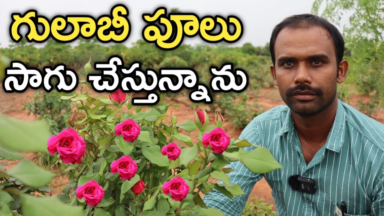 ఎకరంలో IIHR ARKA SAVI గులాబీ పూలు సాగు చేస్తున్న | Raithu Badi