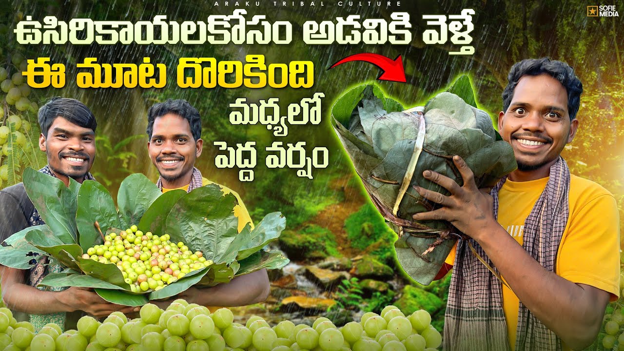 ఉసిరికాయలు కోసం అడవికెళ్తే చివరికి ఇలా జరిగింది😭 | మధ్యలో పెద్ద వర్షం🌧️ | Araku Tribal Culture
