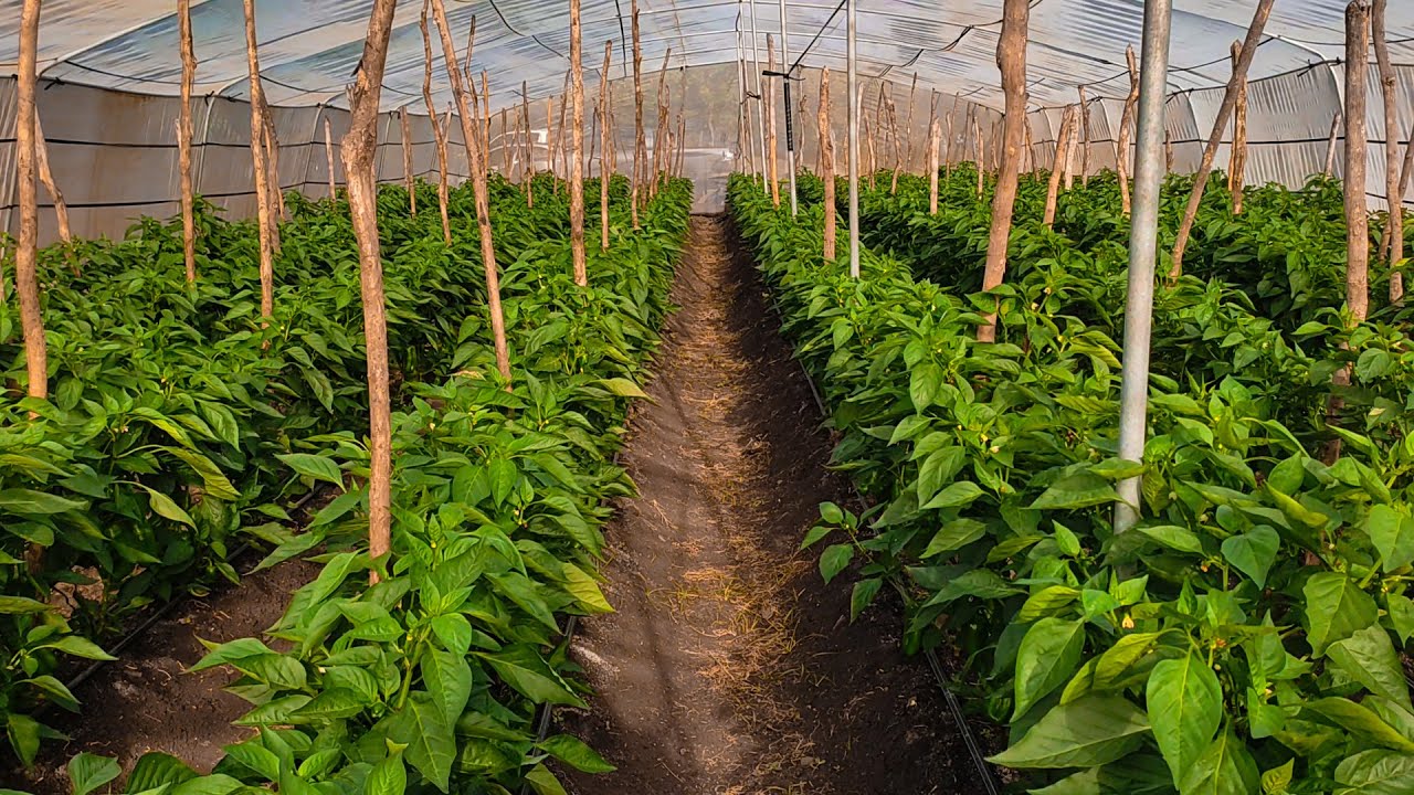 Sistema de Siembra para Pimenton en Invernadero Nicaragua