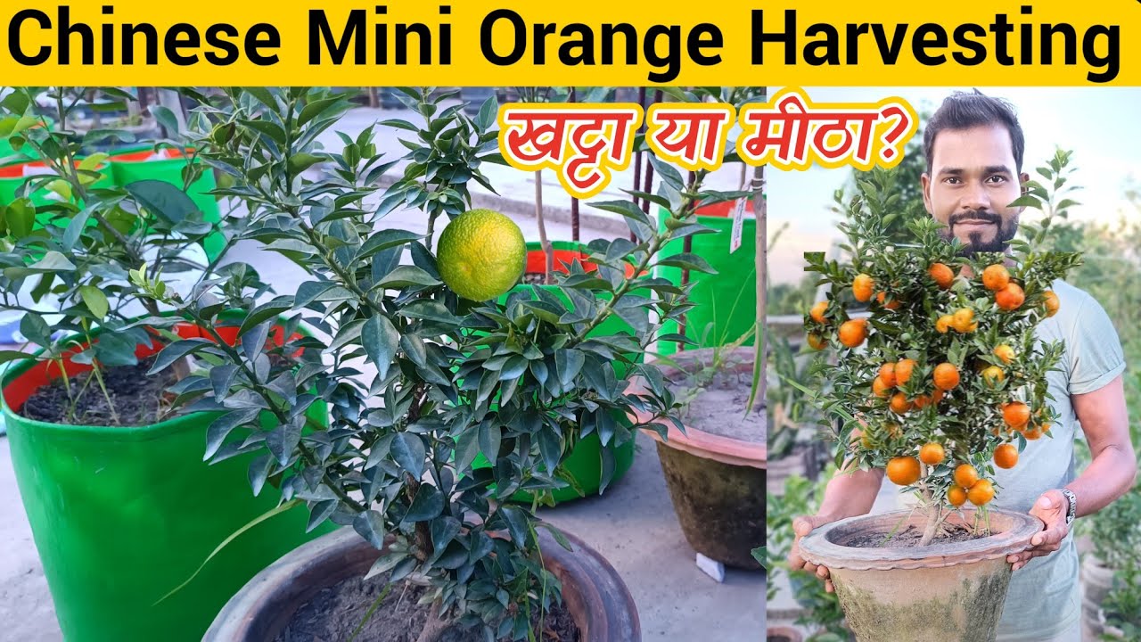 China mini orange harvesting video Jarur Dekhen खट्टा या मीठा? || वीडियो जरूर देखें