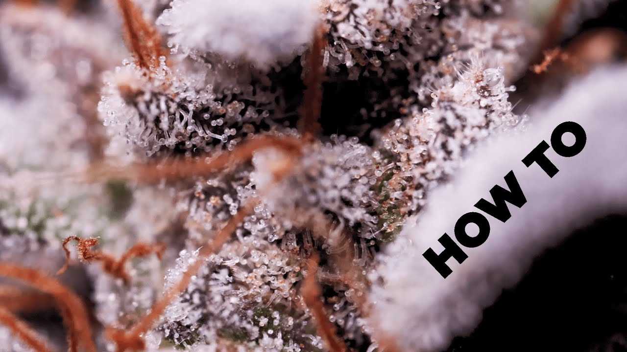 How to Tell When to Harvest Part 2 &ndash; WHEN!?? Step by Step Instructions - Best Trichomes Magnifier