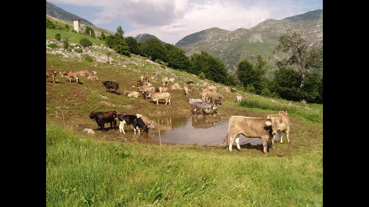 Mucche al pascolo in alpeggio - Cows grazing on the mountain pasture - Vaches pâturage alpin