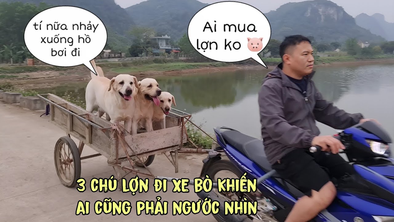 Xe chở chó mà cứ tưởng chở lợn khiến ai cũng ngước nhìn - Cà Rốt lại rủ rê Cải Chi nhảy xuống hồ