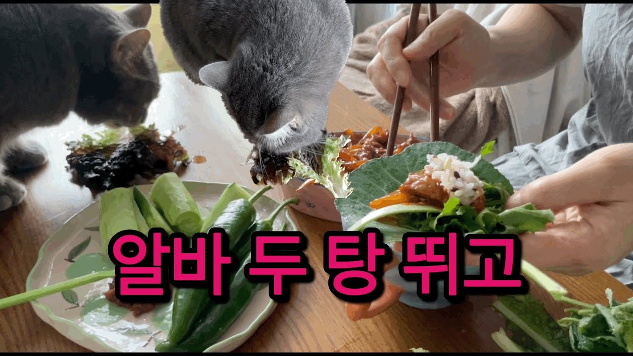 알바 두 탕 뛰고 고양이랑 제육 쌈밥