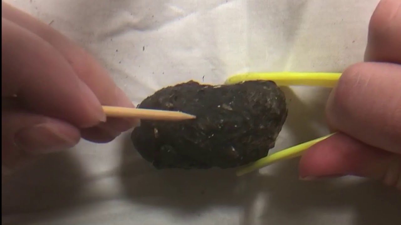 Owl Pellet Dissecting