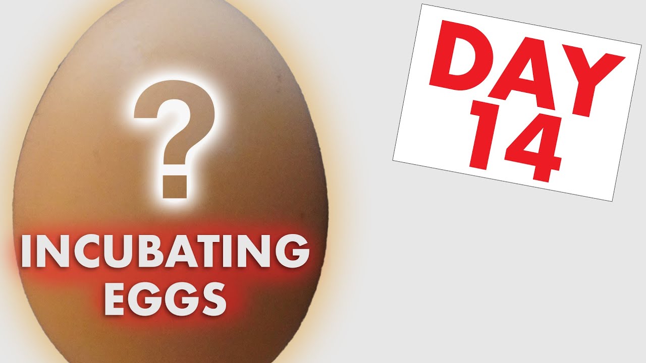 Инкубация куриных яиц. День 14 — Просвечивание куриных яиц!