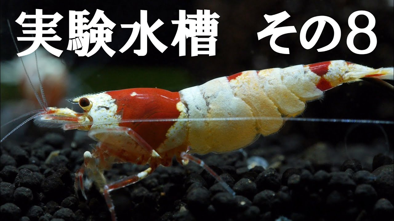実験水槽その８　底面式で沈殿層があるレッドビーシュリンプ水槽を立ち上げてみた Crystal Red Shrimp Undergravel Filter 【アクアリウム】