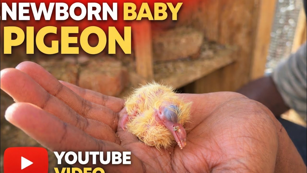 New Born Baby Pigeon #pigeon #babypegion #pigeon #oldcity  