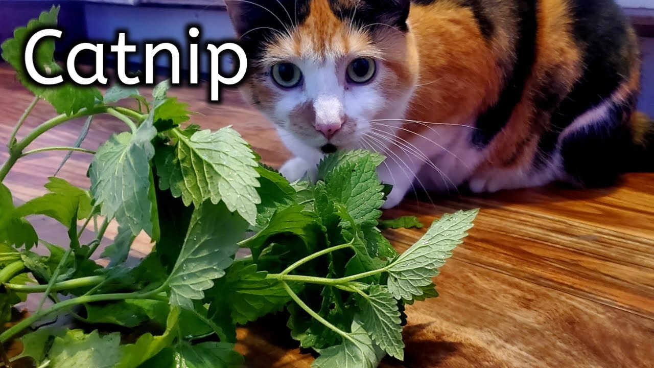 Top Tips To Growing Awesome Catnip For Your Cats
