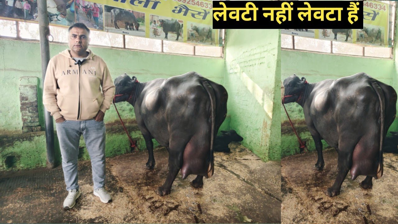2026 की पूरे भारत की सबसे बड़े अडर की झोटी आर्यन कूडू डेयरी फार्म