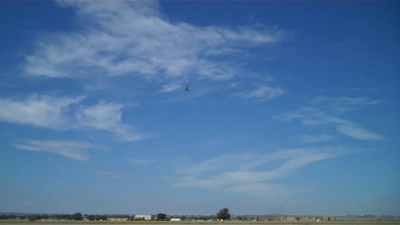 American Kestrel Training Part 3