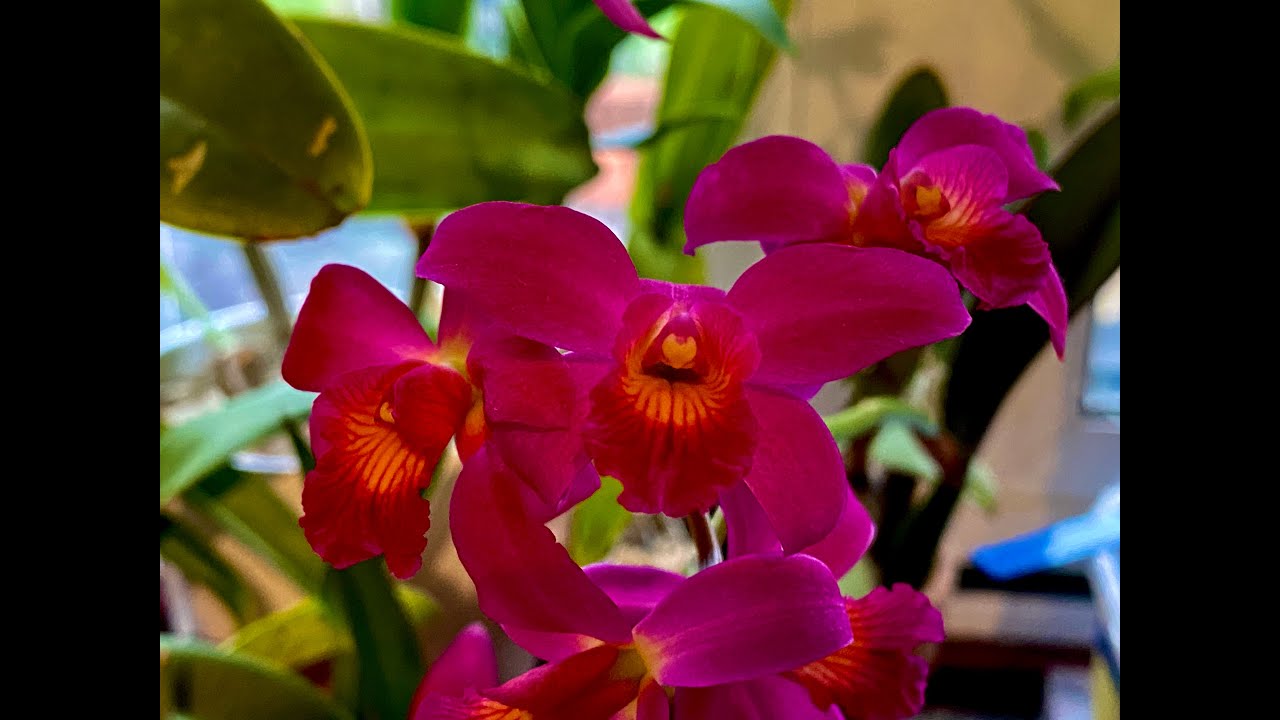 Cattleya Chian Tzy Guiding 'Chian Tzy Red Top'