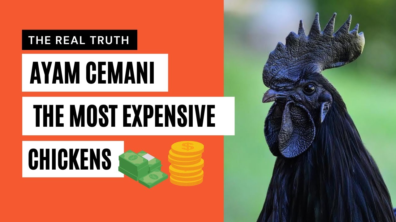 Ayam Cemani The Real Truth about The Most Expensive Chicken