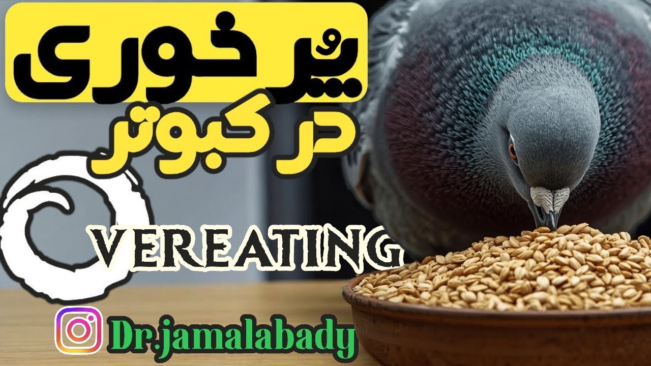 مشکلات پر خوری در کبوتر