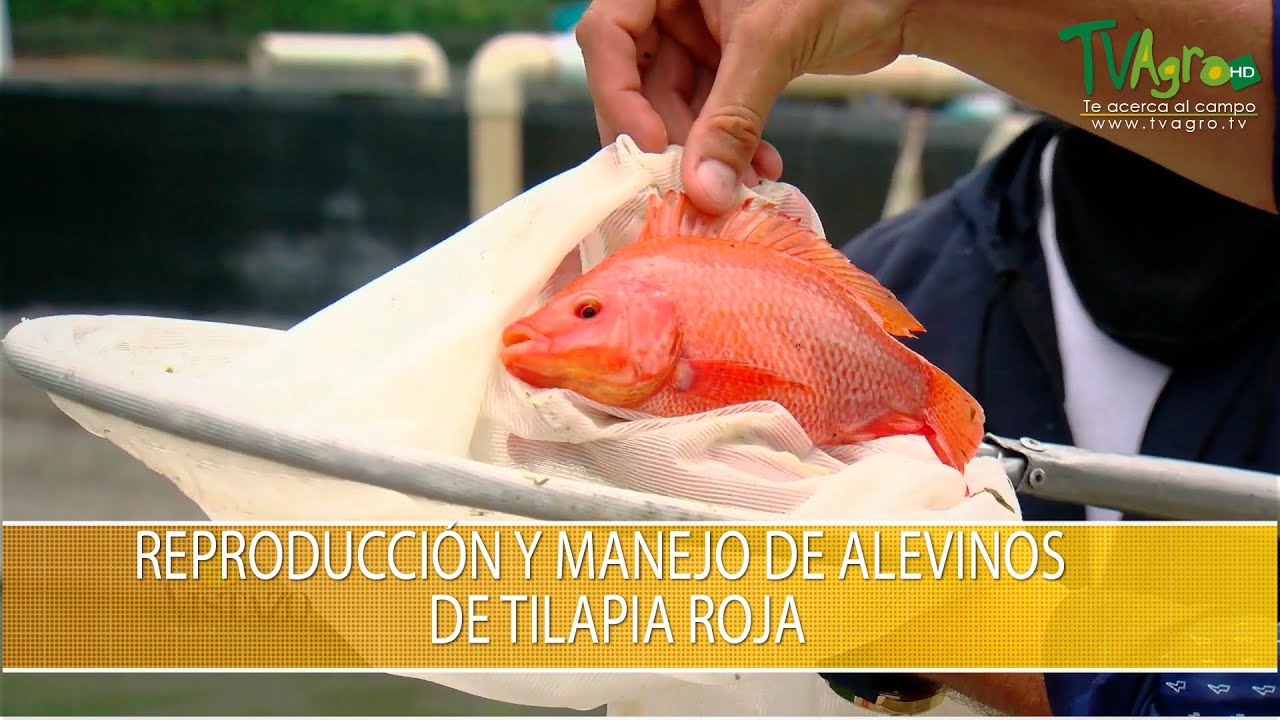 Reproduccion y Manejo de Alevinos de Tilapia Roja - TvAgro por Juan Gonzalo Angel Restrepo