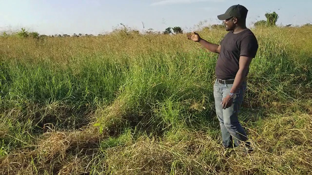 One of the triplate in animals buisiness the nutrition  hay making