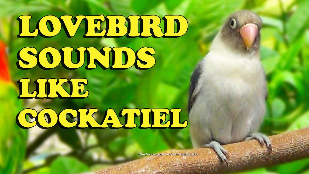 Lovebird's Sounds but it's Similar to Cockatiel Sounds - Mauve Euwing Opaline & Green Opaline